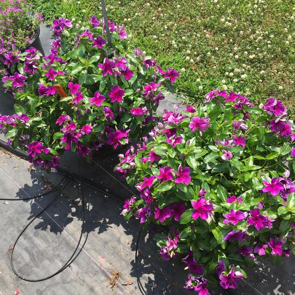 Catharanthus roseus 'PAS1357700' ~ Tattoo™ Blueberry Vinca-ServeScape