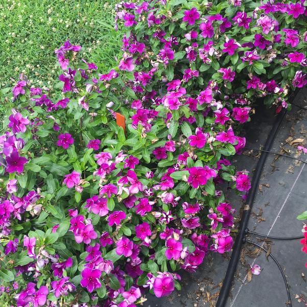 Catharanthus roseus 'PAS1357700' ~ Tattoo™ Blueberry Vinca-ServeScape