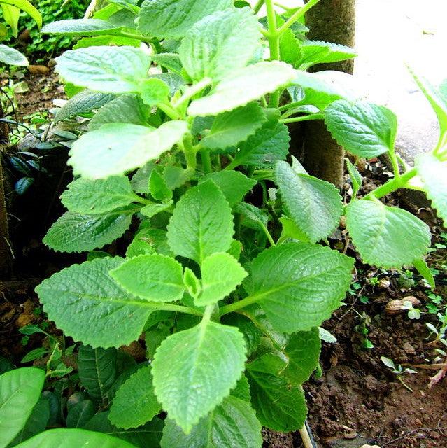 Solenostemon scutellarioides 'Lifelime’ ~ Lifelime Coleus-ServeScape