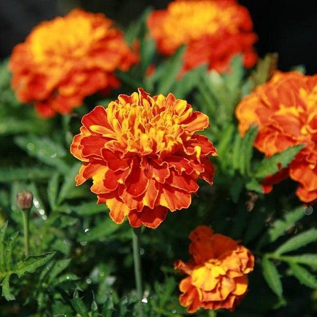 Tagetes patula 'Bonanza Mix' ~ Bonanza™ Mixture French Marigold-ServeScape
