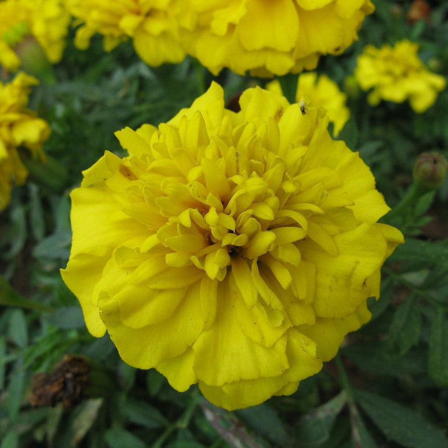 Tagetes patula 'Bonanza Mix' ~ Bonanza™ Mixture French Marigold-ServeScape