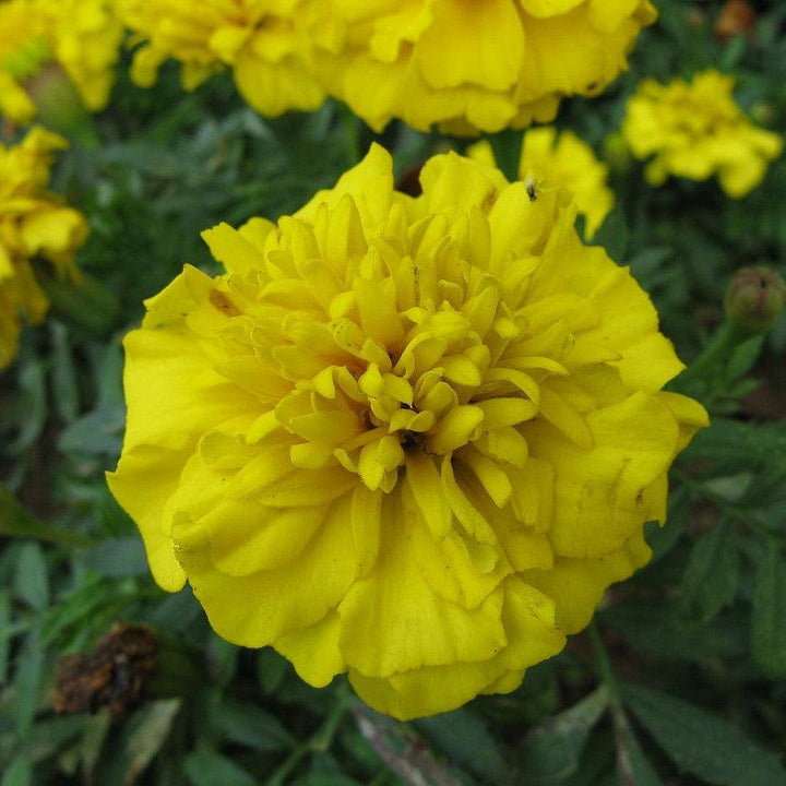Tagetes patula 'Bonanza Mix' ~ Bonanza™ Mixture French Marigold-ServeScape