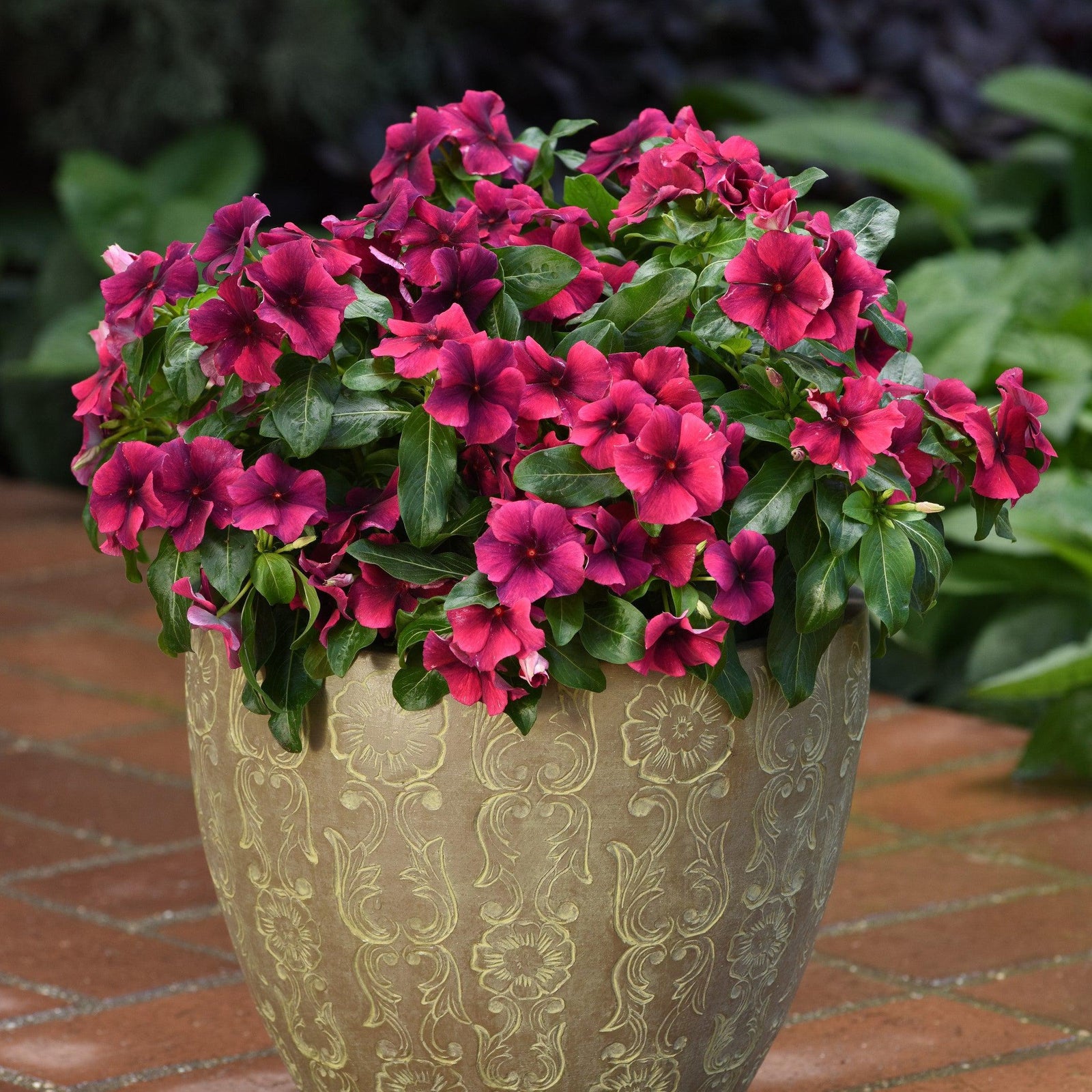 Catharanthus roseus 'PAS1192838' ~ Tattoo™ Black Cherry Vinca-ServeScape