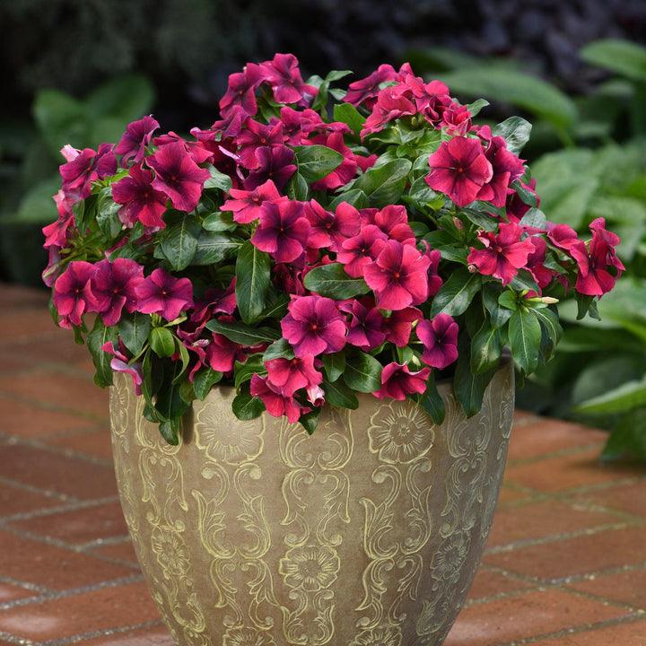 Catharanthus roseus 'PAS1192838' ~ Tattoo™ Black Cherry Vinca-ServeScape