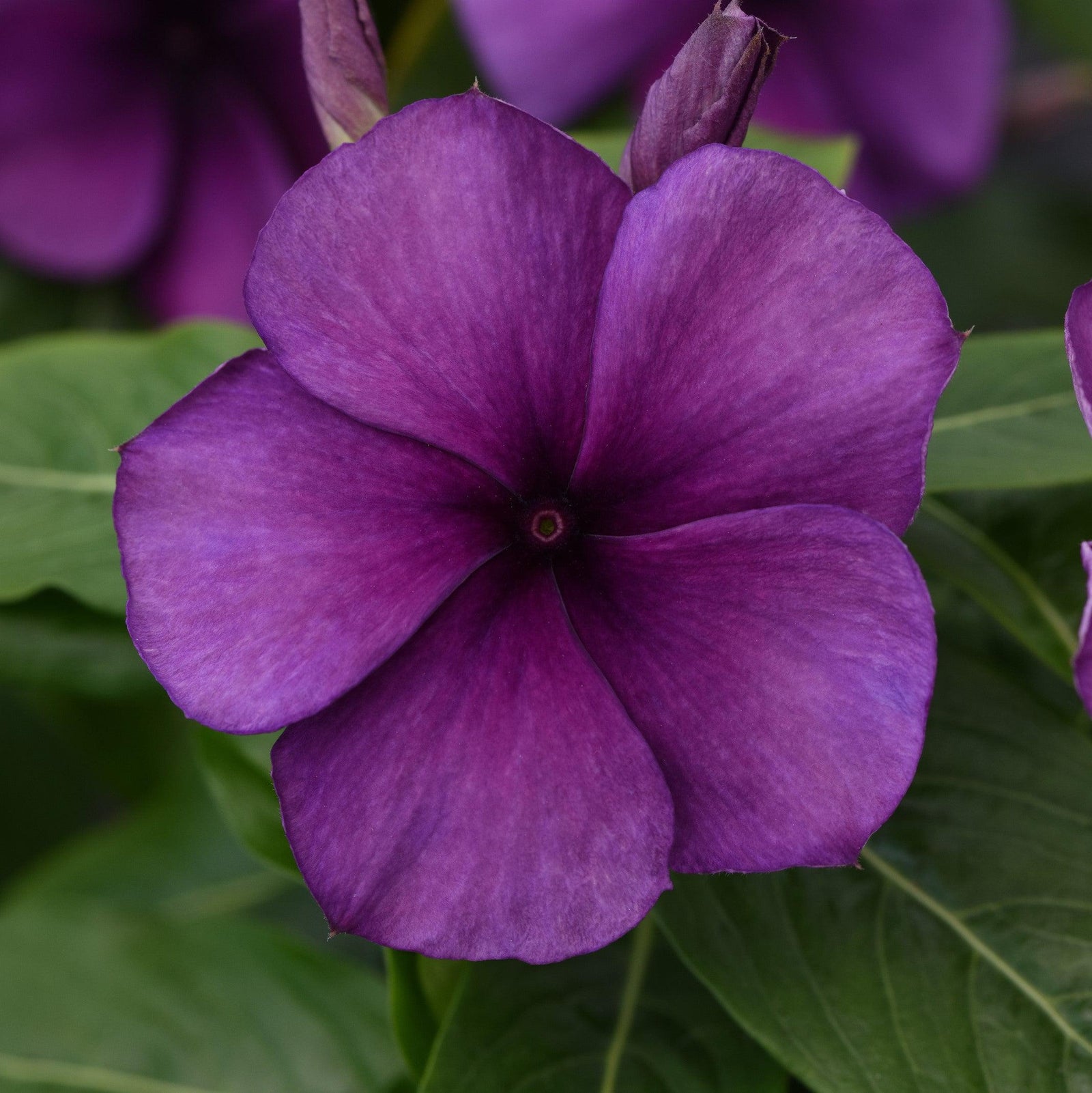 Catharanthus roseus 'PAS1357700' ~ Tattoo™ Blueberry Vinca-ServeScape