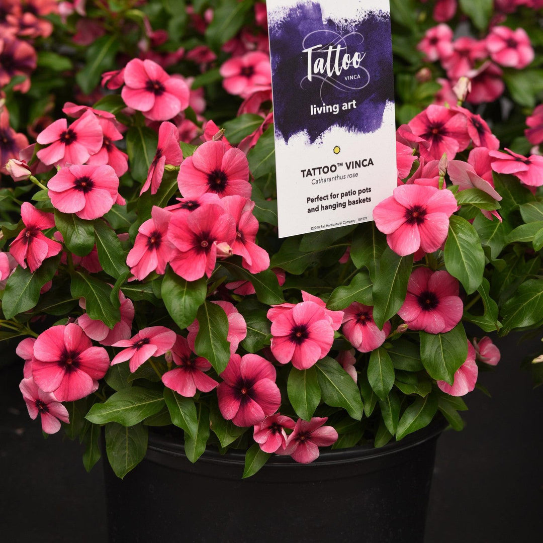 Catharanthus roseus 'PAS1192836' ~ Tattoo™ Raspberry Vinca-ServeScape
