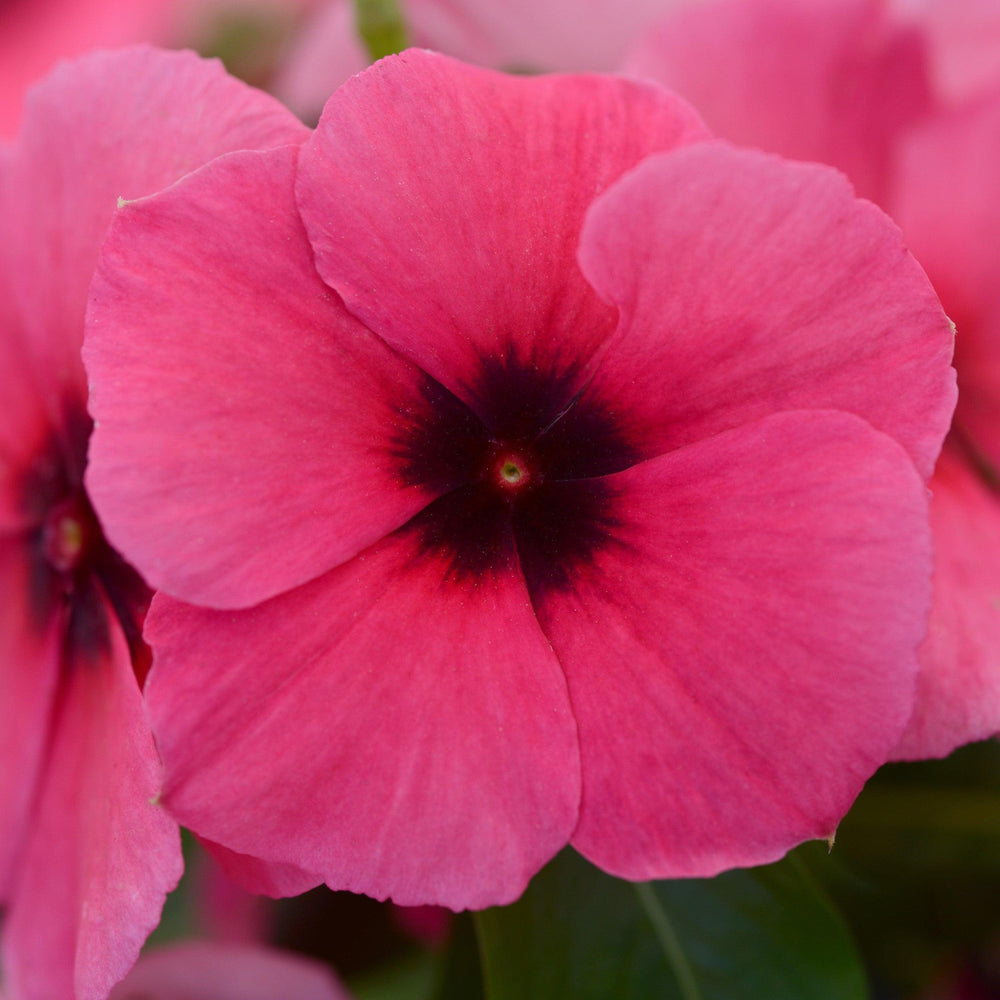Catharanthus roseus 'PAS1192836' ~ Tattoo™ Raspberry Vinca-ServeScape
