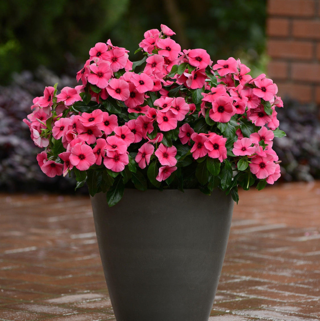 Catharanthus roseus 'PAS1192836' ~ Tattoo™ Raspberry Vinca-ServeScape