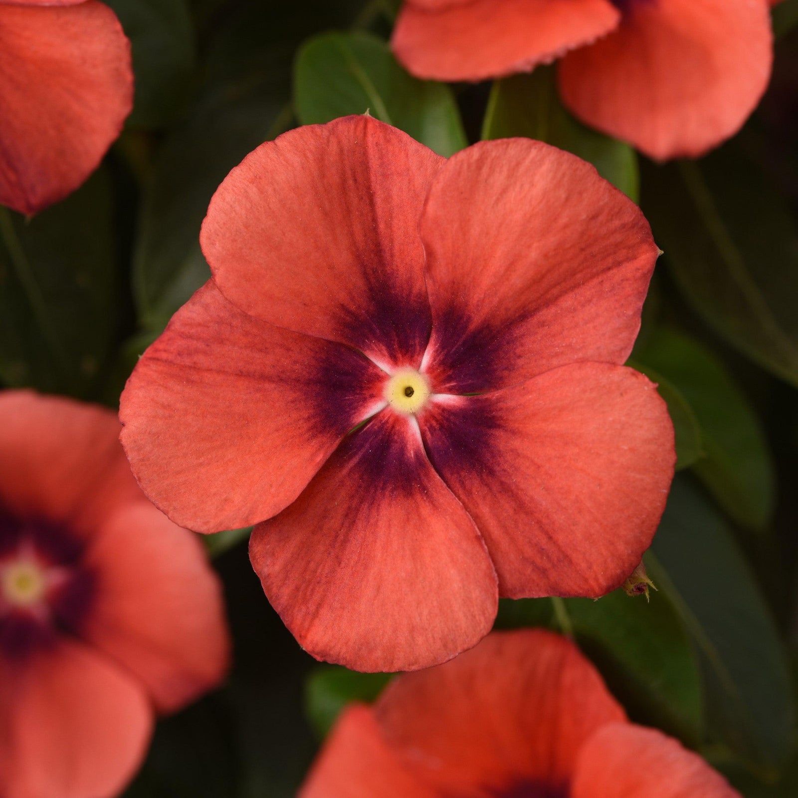 Catharanthus roseus 'PAS1192835' ~ Tattoo™ Tangerine Vinca-ServeScape