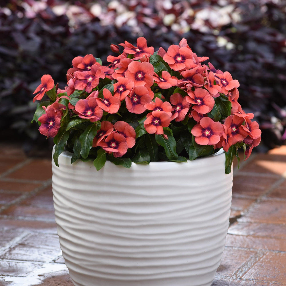 Catharanthus roseus 'PAS1192835' ~ Tattoo™ Tangerine Vinca-ServeScape