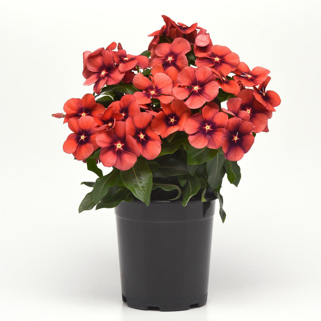 Catharanthus roseus 'PAS1192835' ~ Tattoo™ Tangerine Vinca-ServeScape