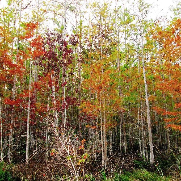 Taxodium ascendens ~ Pond Cypress-ServeScape