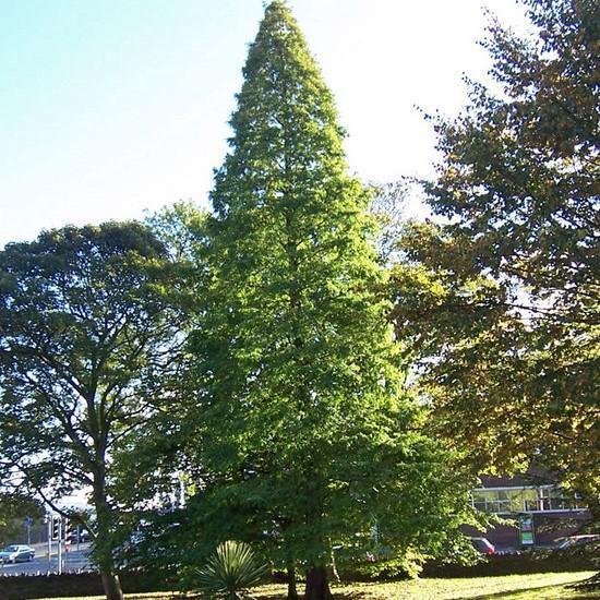 Taxodium distichum ~ Bald Cypress-ServeScape