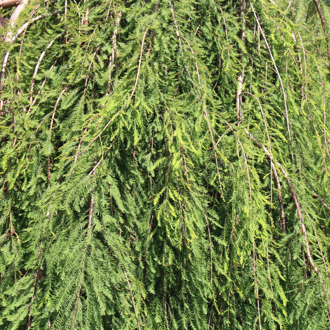 Taxodium distichum 'Falling Waters' ~ Falling Waters Weeping Bald Cypress - Delivered By ServeScape