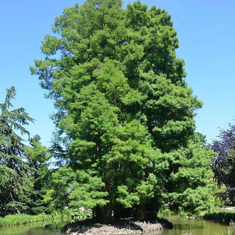 Taxodium distichum 'Mickelson' ~ Shawnee Brave™ Bald Cypress-ServeScape