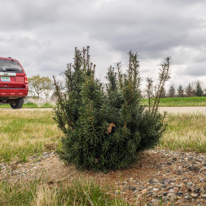 Taxus × media 'Hicksii' ~ Hick's Yew-ServeScape