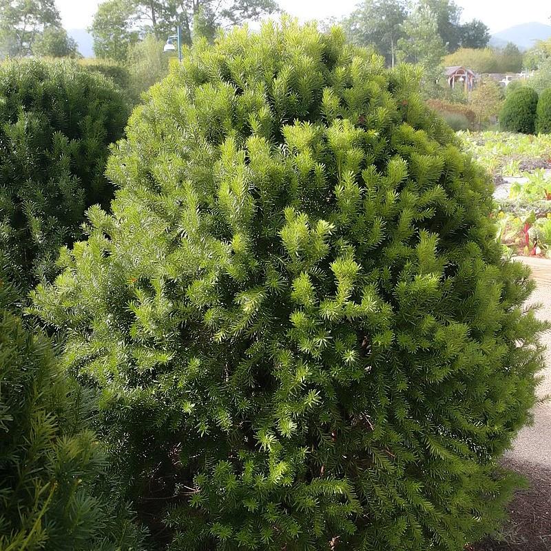 Taxus × media 'Hicksii' ~ Hick's Yew-ServeScape