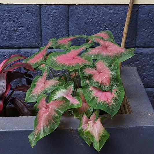 Caladium 'Postman Joyner' ~ Postman Joyner Caladium-ServeScape