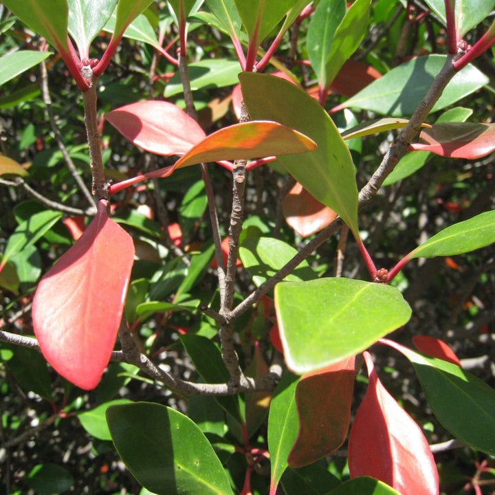 Ternstroemia gymnanthera 'Contherann' ~ LeAnn™ Cleyera-ServeScape