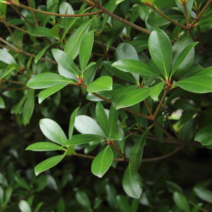 Ternstroemia gymnanthera 'Contherann' ~ LeAnn™ Cleyera-ServeScape