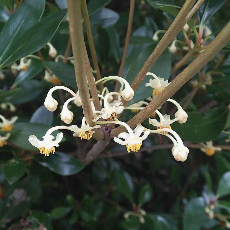 Ternstroemia gymnanthera 'Contherann' ~ LeAnn™ Cleyera-ServeScape