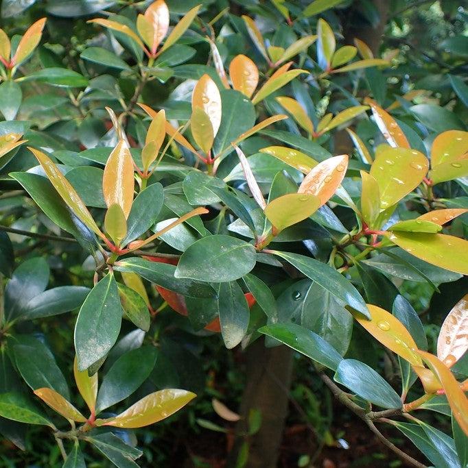 Ternstroemia gymnanthera 'Conthery' PP11735 ~ Bronze Beauty™ Cleyera-ServeScape
