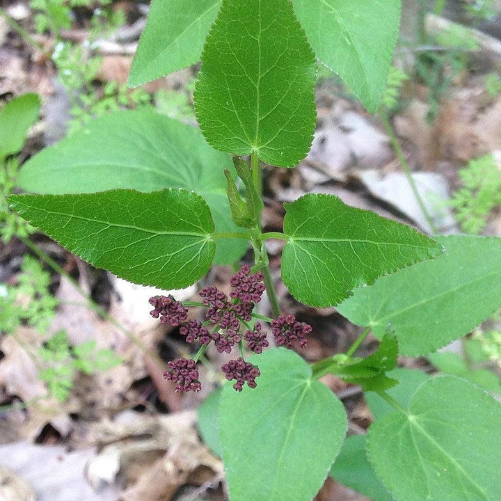 Thaspium trifoliatum ~ Meadow Parsnip-ServeScape