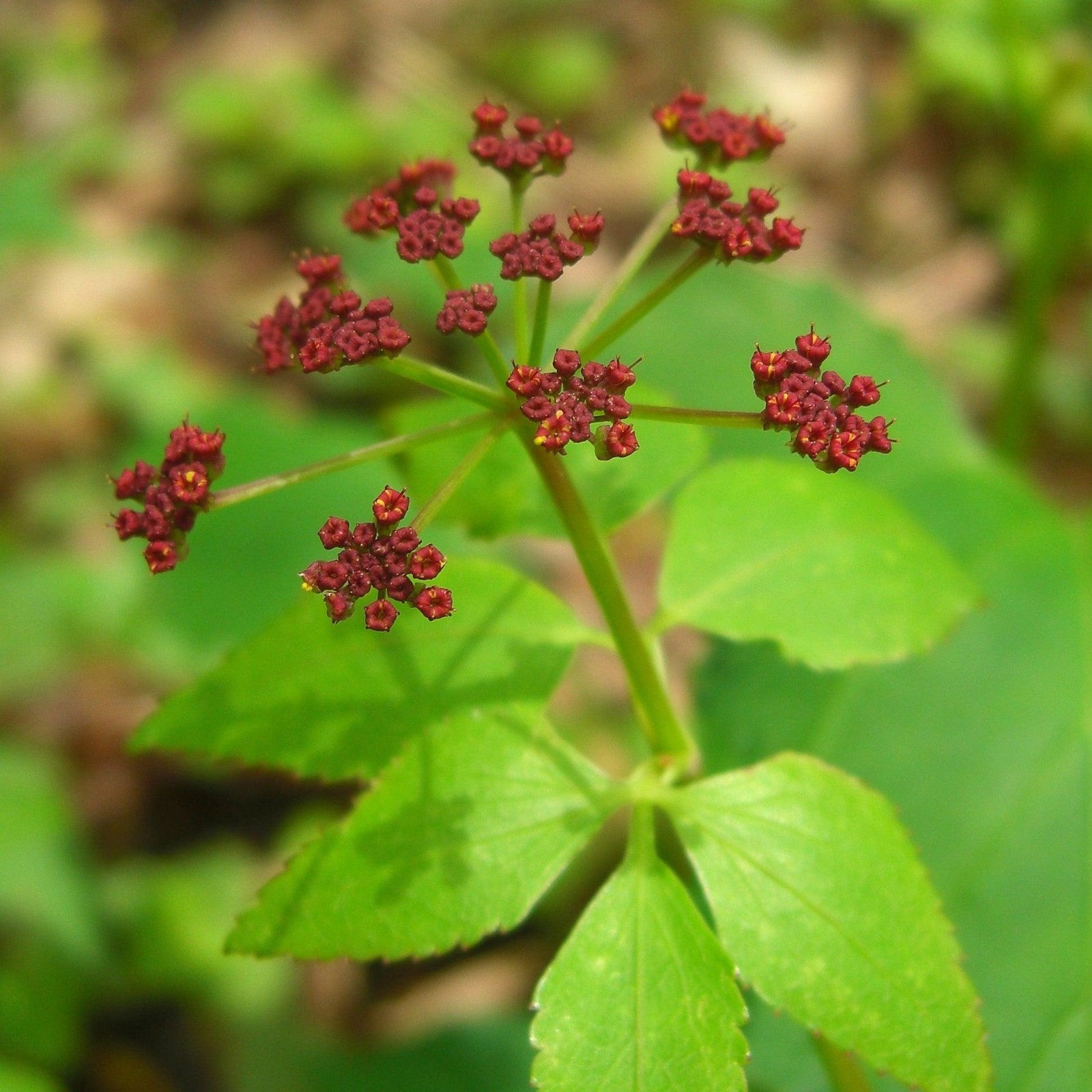 Thaspium trifoliatum ~ Meadow Parsnip-ServeScape