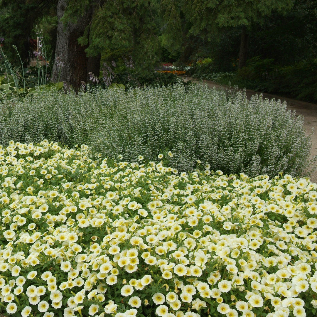 Petunia x 'PAS100347' ~ Easy Wave® Yellow Spreading Petunia-ServeScape
