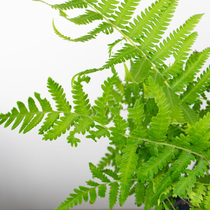 Thelypteris Kunthii ~ Southern Wood Fern, Southern River Fern-ServeScape