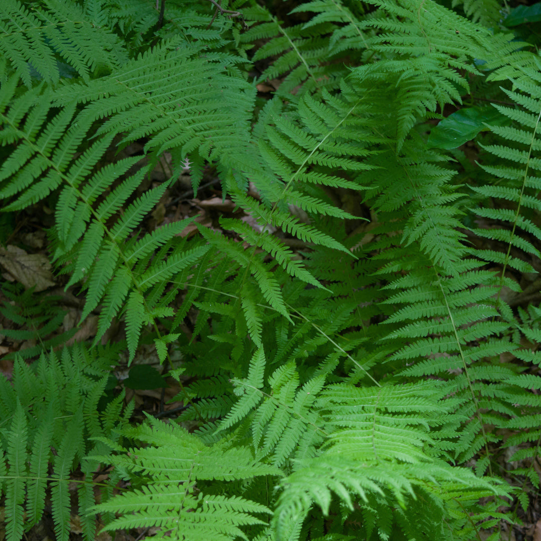 Thelypteris Noveboracensis ~New York Fern-ServeScape