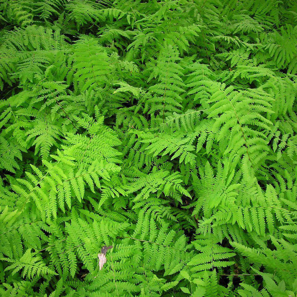 Thelypteris palustris  ~ Eastern Marsh Fern - Delivered By ServeScape