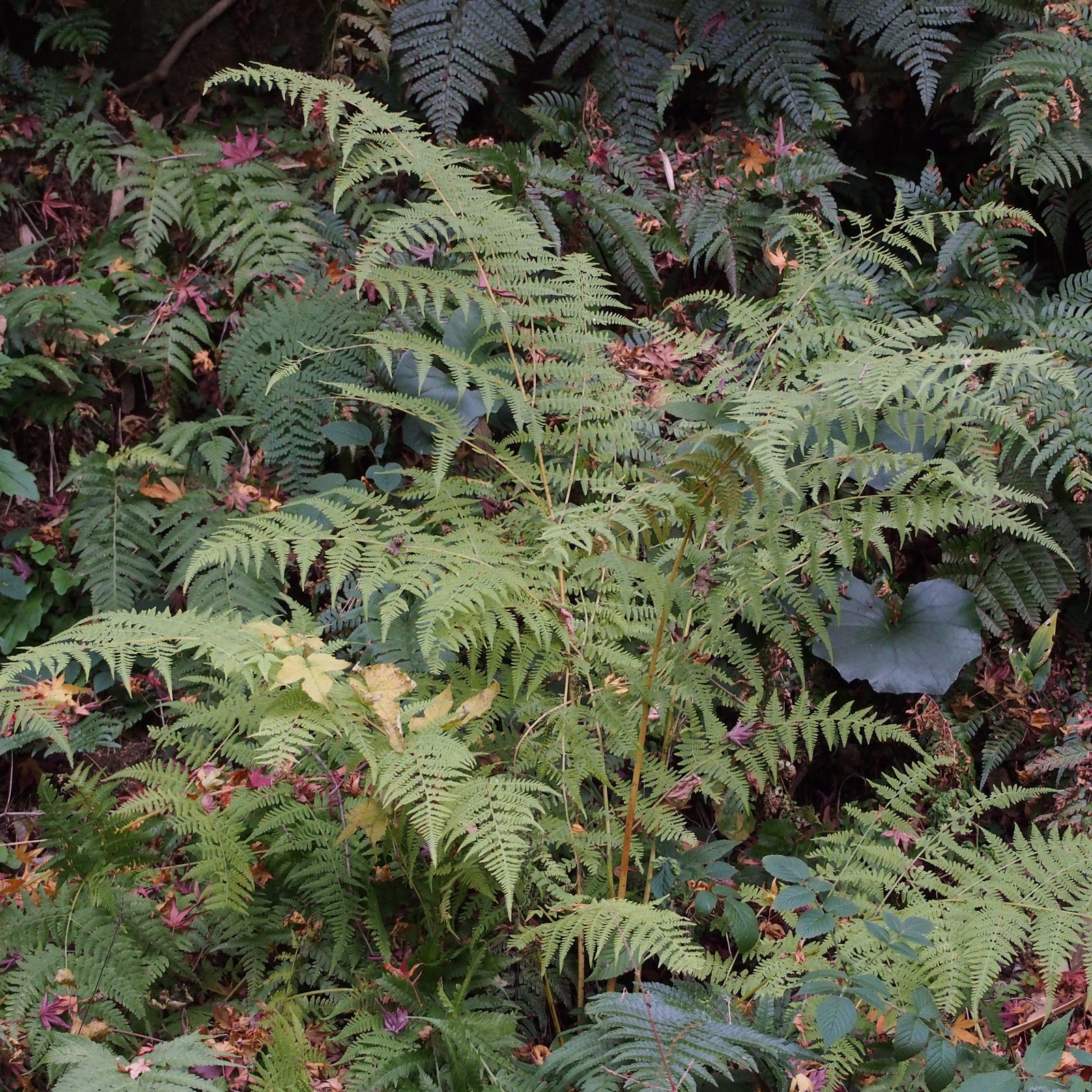 Thelypteris torresiana ~ Mariana Maiden Fern, Torres Fern