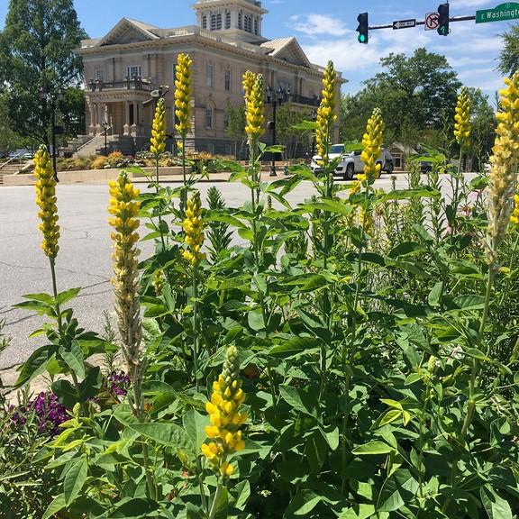 Thermopsis villosa ~ Carolina Lupine - Delivered By ServeScape