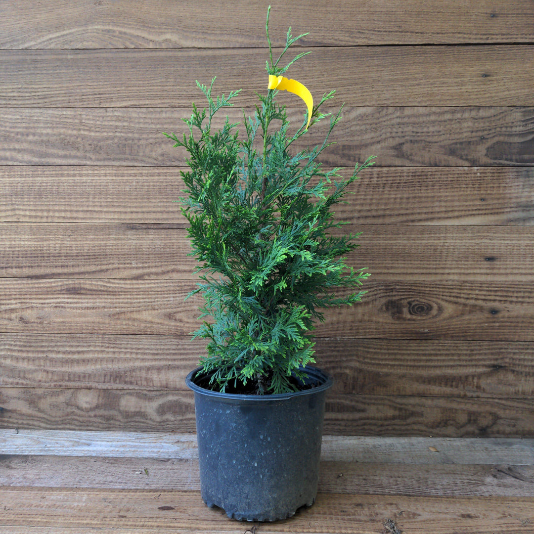 Thuja 'Green Giant' ~ Green Giant Arborvitae-ServeScape