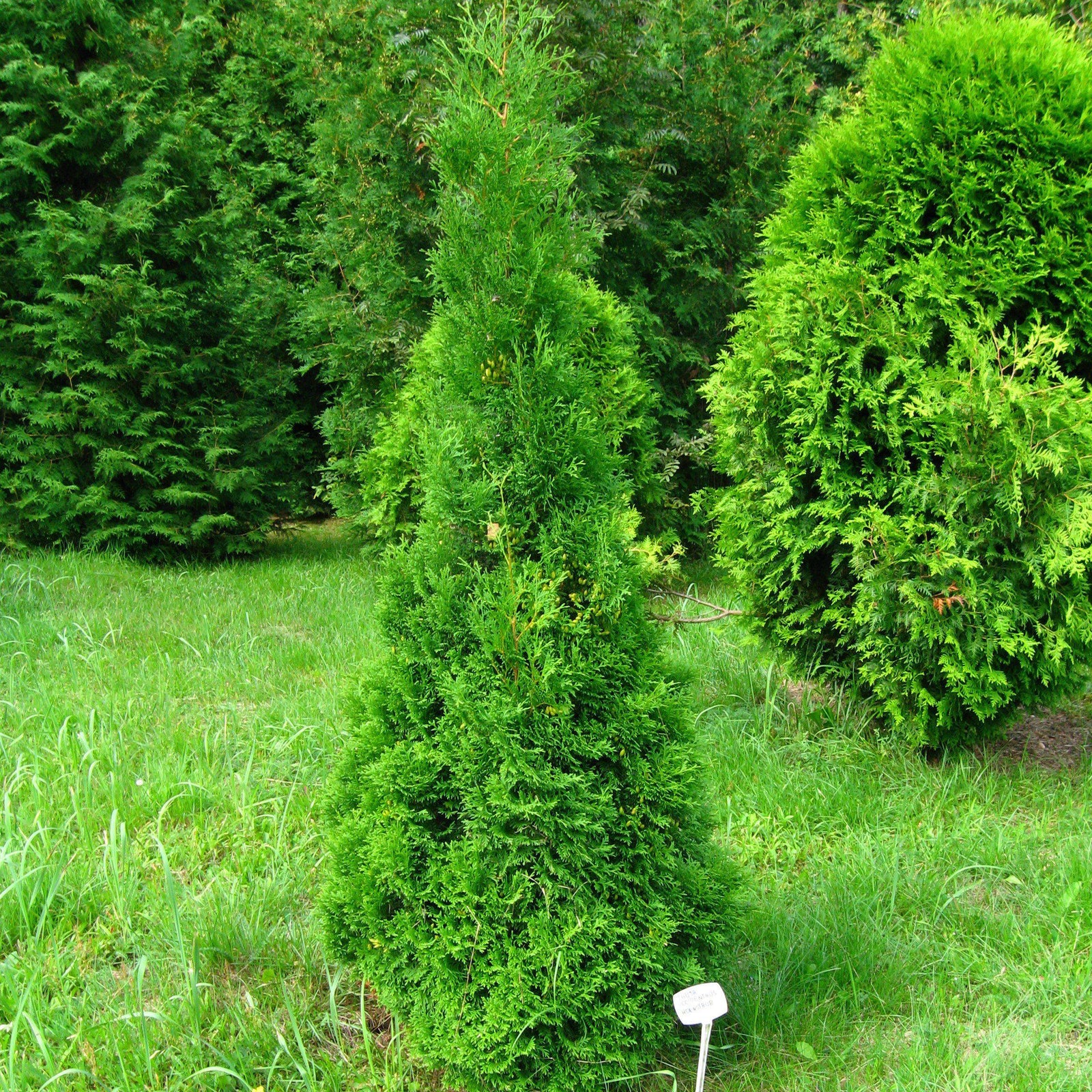 Thuja 'Holmstrup' ~ Holmstrup Arborvitae-ServeScape