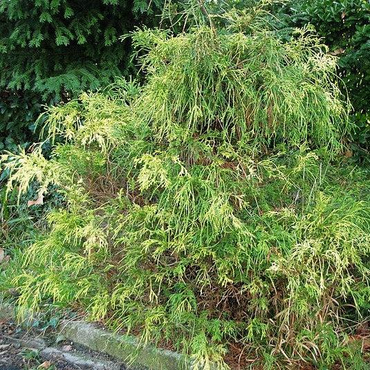 Chamaecyparis pisifera 'Yadkin Gold' ~ Yadkin Gold Threadbranch Cypress-ServeScape
