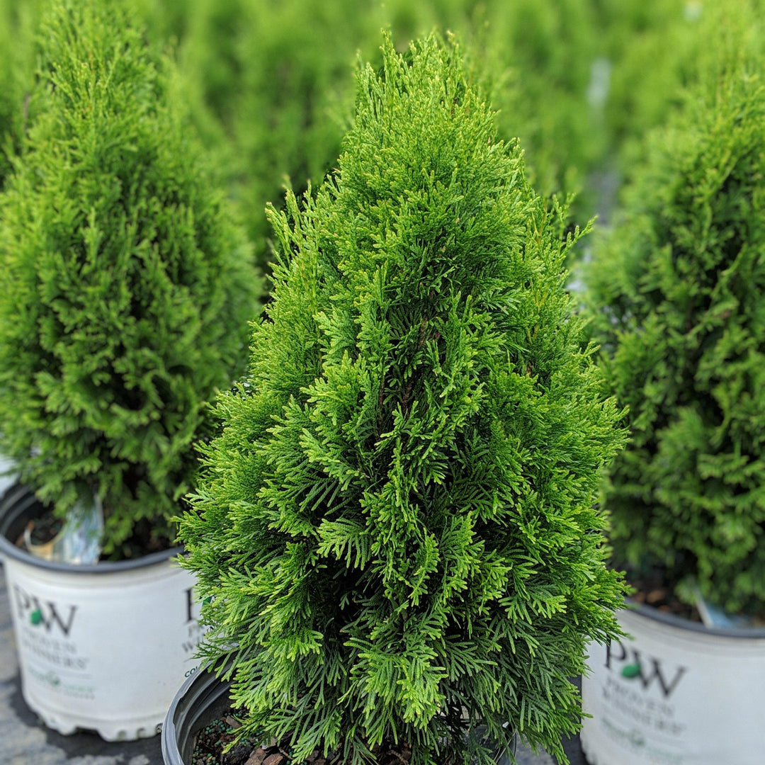 Thuja occidentalis 'Art Boe' PP22,174 ~ North Pole® Arborvitae - Delivered By ServeScape