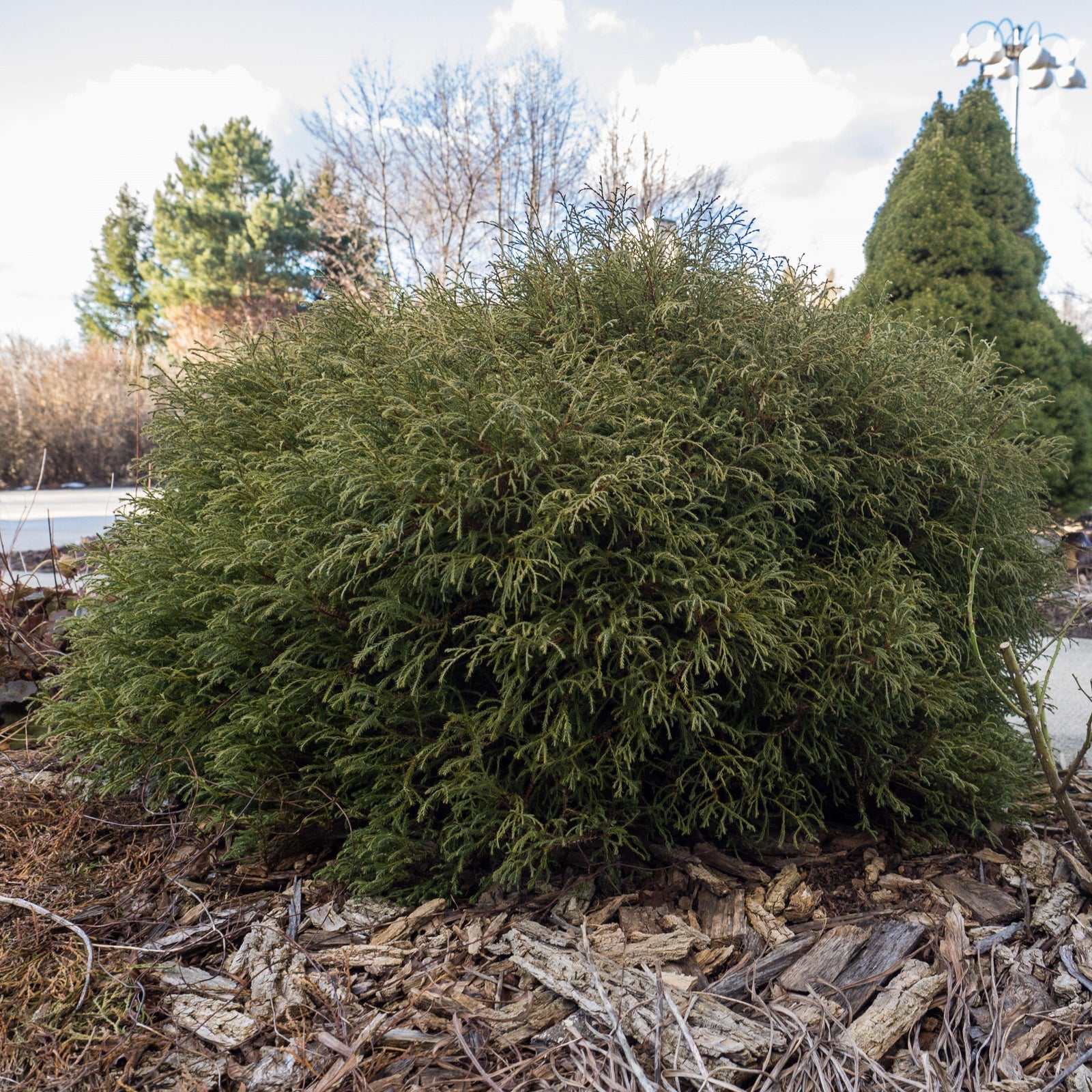 Thuja occidentalis ‘Bobozam' ~ Mr. Bowling Ball® Arborvitae-ServeScape