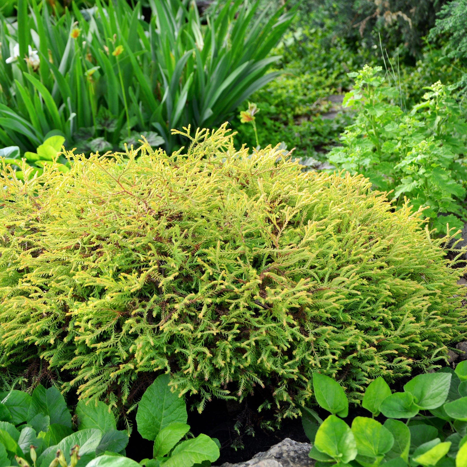 Thuja occidentalis 'Concesarini'~ Pancake™ Arborvitae-ServeScape