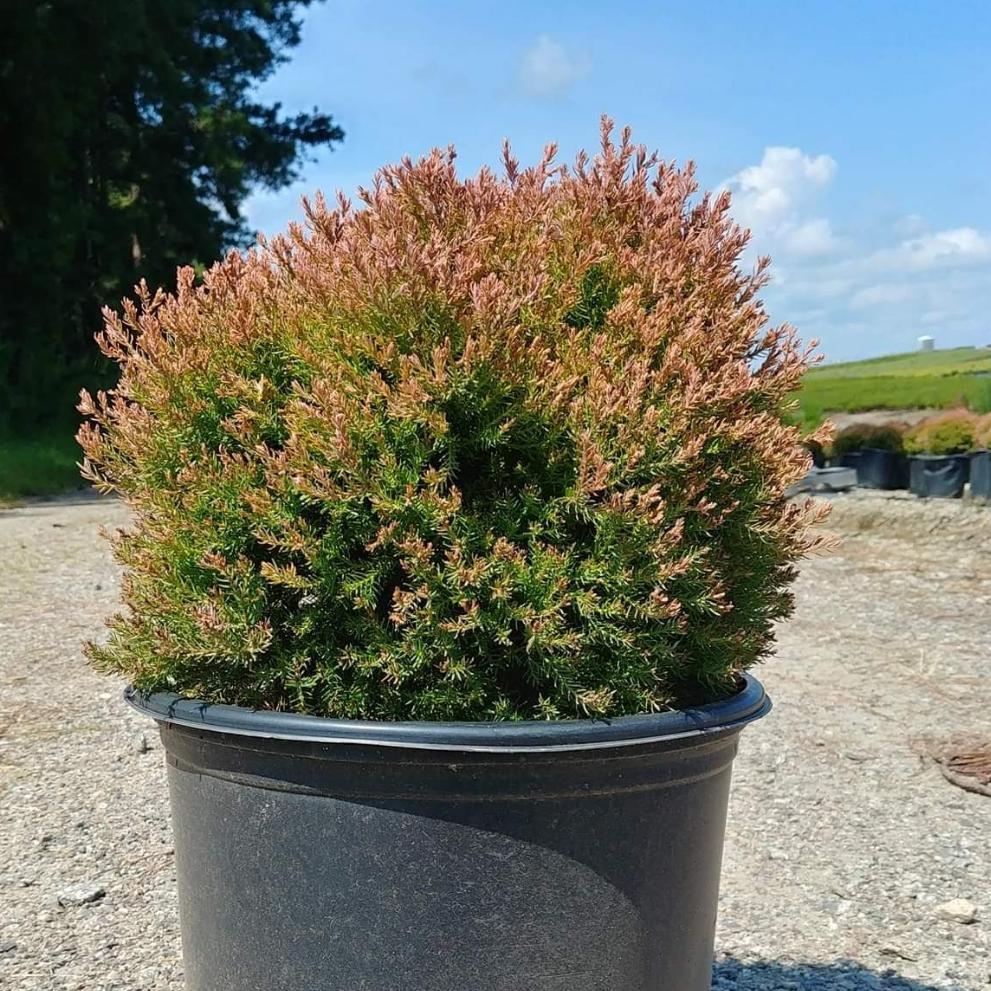 Thuja occidentalis 'Congabe' PP19,009 ~ Fire Chief™ Globe Arborvitae-ServeScape