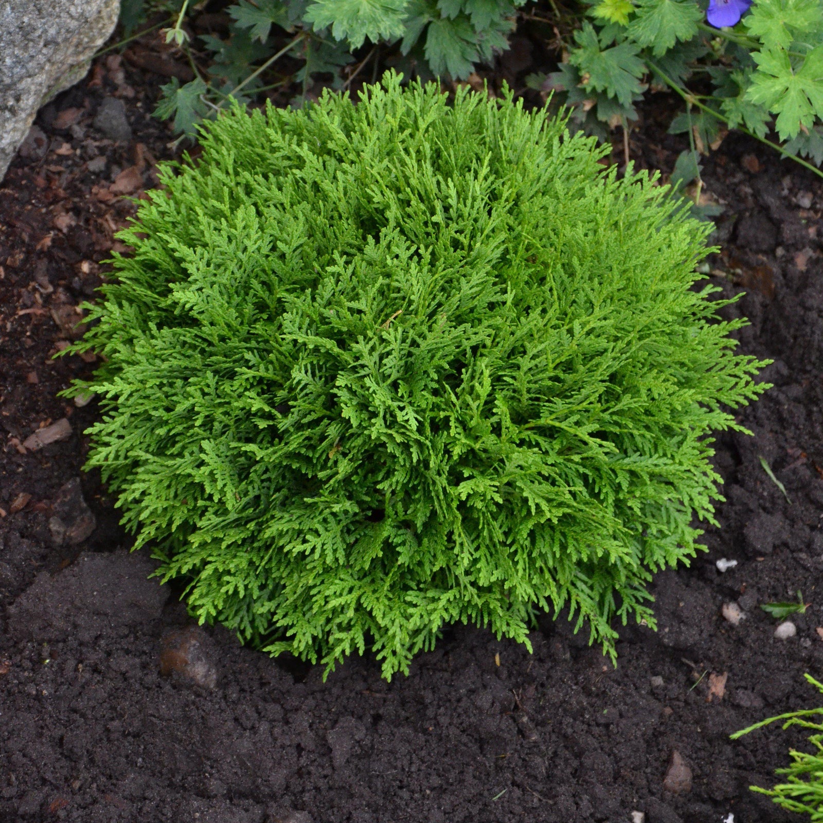 Thuja occidentalis 'Danica'' ~ Globe Arborvitae-ServeScape