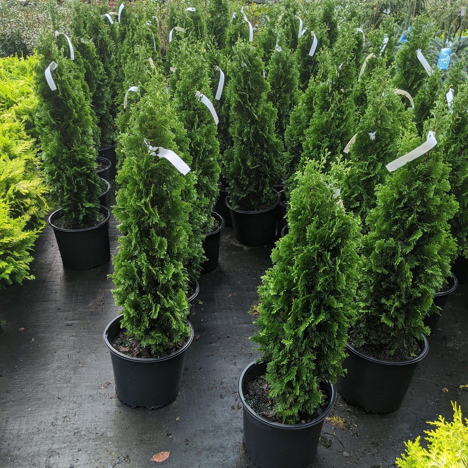 Thuja occidentalis 'DeGroot's Spire' ~ DeGroot's Spire Arborvitae-ServeScape