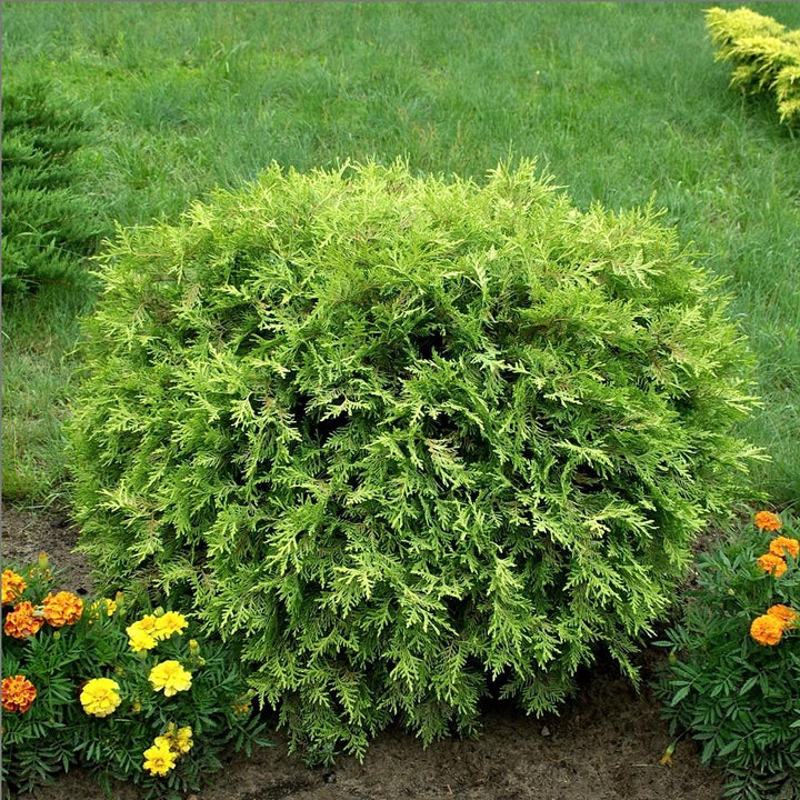 Thuja occidentalis 'Globosa Aurea' ~ Golden Globe Arborvitae-ServeScape