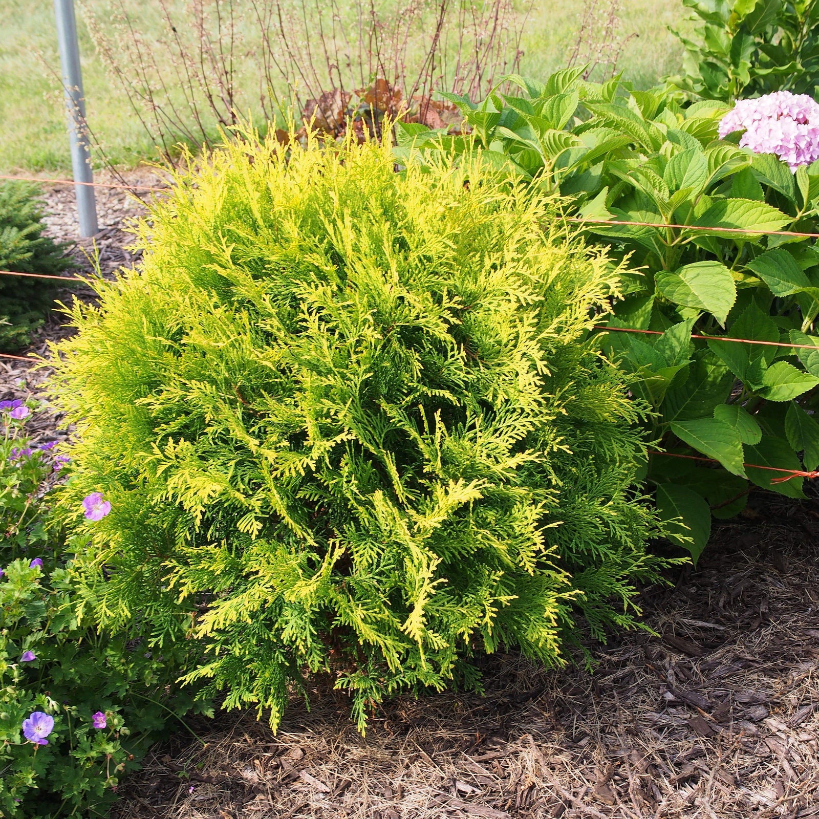 Thuja occidentalis 'Globosa Aurea' ~ Golden Globe Arborvitae-ServeScape