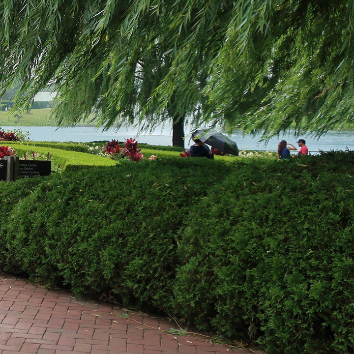 Thuja occidentalis 'Little Giant'~ Little Giant Arborvitae-ServeScape