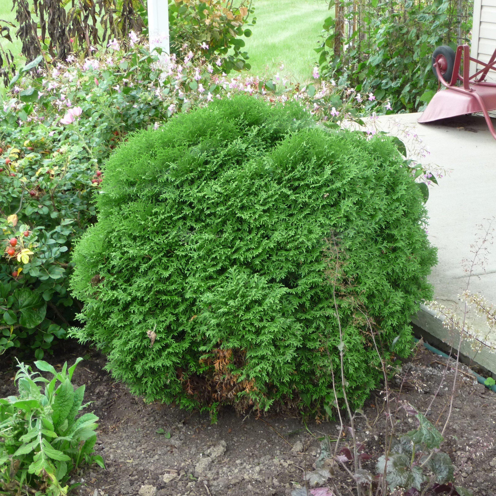 Thuja occidentalis 'Little Giant'~ Little Giant Arborvitae-ServeScape