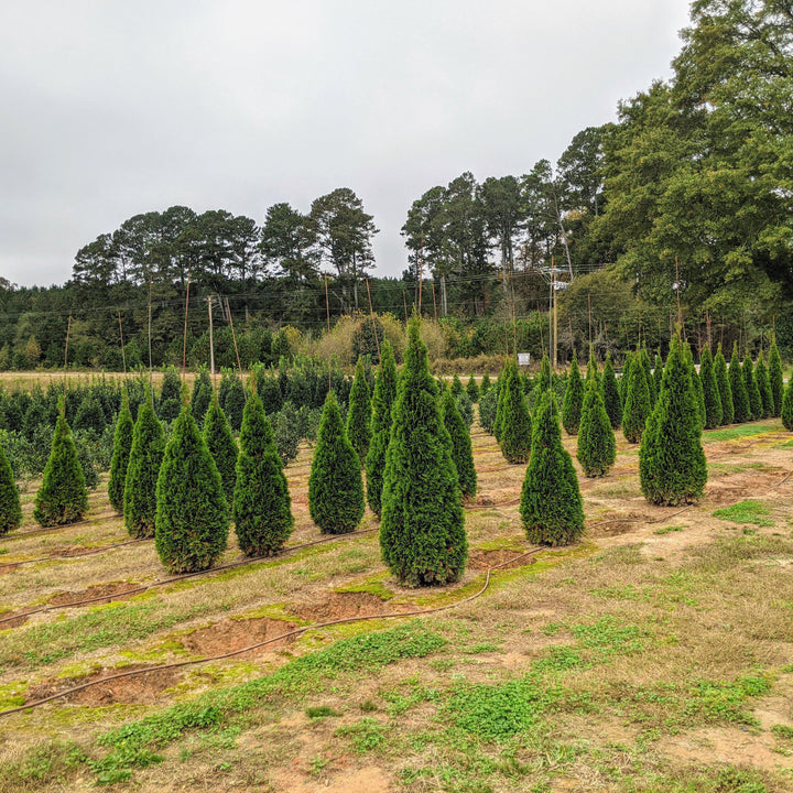 Thuja occidentalis 'Smaragd' ~ Emerald Green Arborvitae-ServeScape