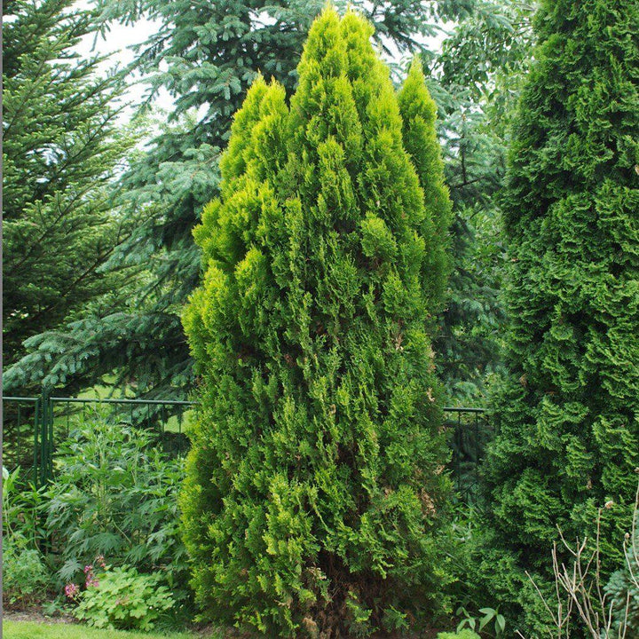 Thuja occidentalis 'Sunkist' ~ Sunkist arborvitae - Delivered By ServeScape