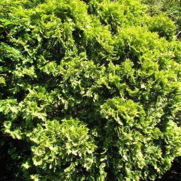 Thuja occidentalis 'Sunkist' ~ Sunkist arborvitae - Delivered By ServeScape